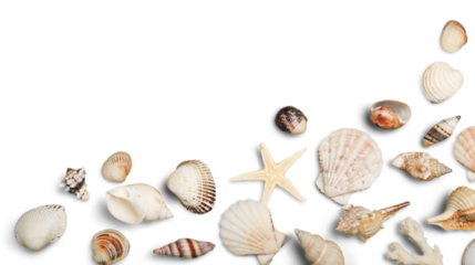 Beach Sand, Starfish, Seashell Corner Border on White Background Hz