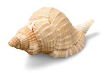 Sea shell on white background - obrazy, fototapety, plakaty