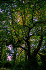 Obraz premium Branchy tree