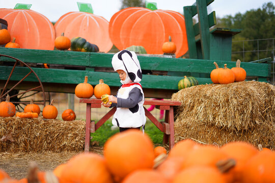 girl at the pumpkin farm
 - Powered by Adobe
