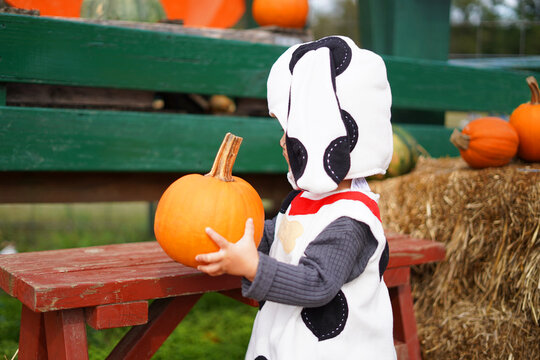 girl holding a pumpkin
