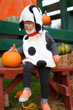 girl climbs on a bench to pumpkins
