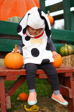 girl dressed as an animal sits on a bench with pumpkins
