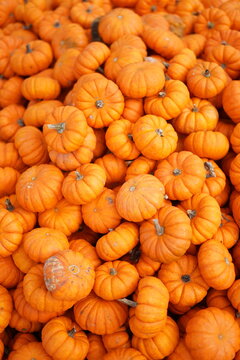 a lot of pumpkins
