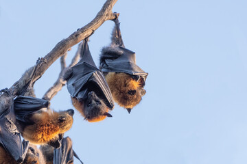 Grey-headed flying fox (Pteropus poliocephalus) colony hanging from a branch, Sydney, Australia