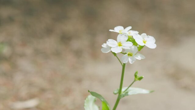 Little white lobularia maritima flowers with four petals. Arabis alpina caucasica. Slow motion.
