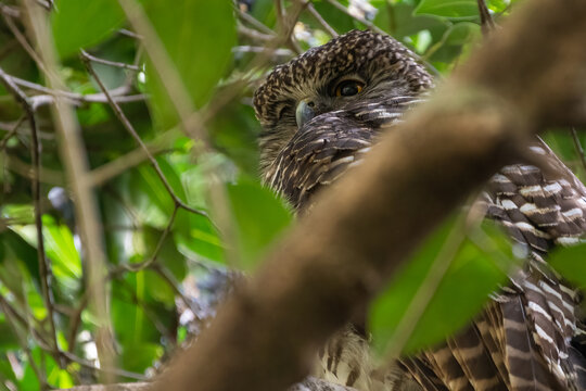 Powerful owl (Ninox strenua) in a Sydney forest.