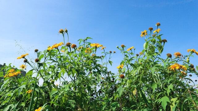 Mexican sunflower weed blooming on blue sky background