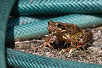 Common frog, or grass frog (Rana temporaria) sits next to a hose pipe. Garden wildlife scene.