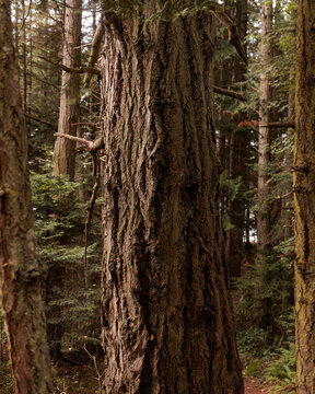 An old growth tree standing in the light of sunset