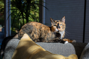 Calico on the couch