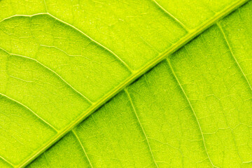 Macro of detailed green leaf