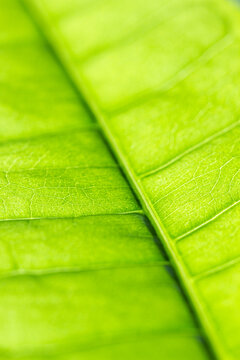 Macro of green leaf on diagonal
