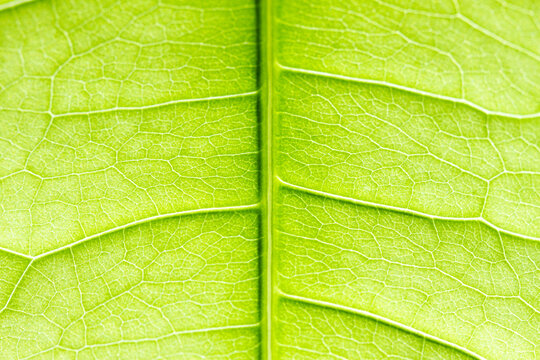 Macro of yellow-green leaf