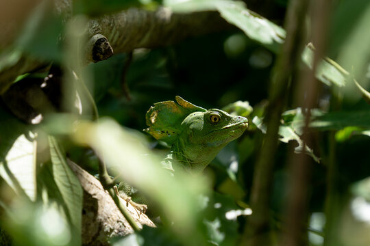 Green Basiliscus in Cahuita National Park