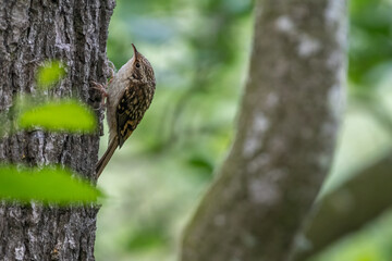 Eurasian treecreeper (Certhia familiaris) climbing a tree in the forest, Norfolk, UK