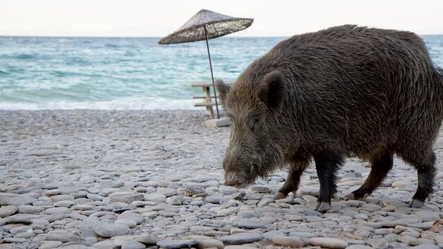 huge big dirty wild boar on stone beach is looking for something. Wild animal on beach with sea or ocean in background. wild pig walks along embankment.