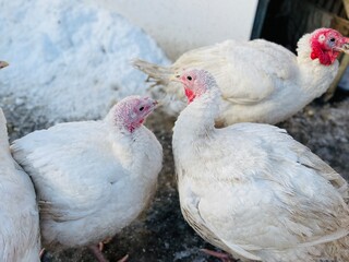 Turkeys on snowy ground on farm. From above white turkeys standing on cold snowy ground in enclosure on winter day on farm