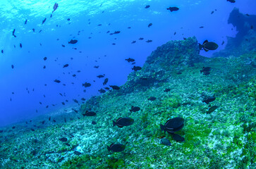 Naklejka na ściany i meble A black triggerfish fish shoal in Fernando de Noronha sea. Marine life. Scuba diving. Brazil