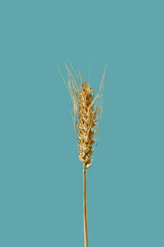 Golden wheat ear on blue background.