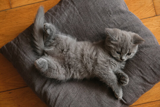 Closeup cute little blue cat kitten on a pillow



