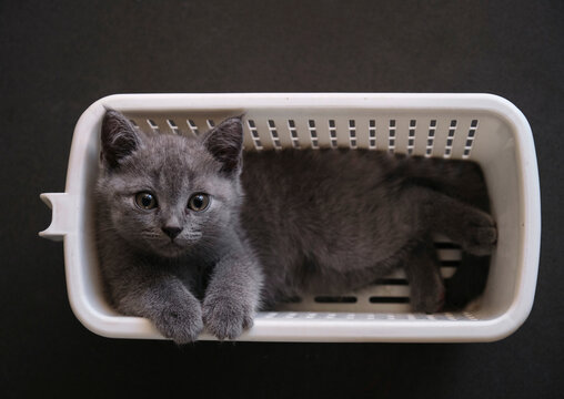 Closeup kitten playing in a basket

