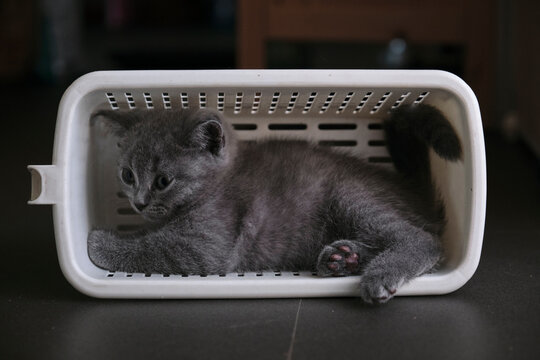 Closeup kitten playing in a basket

