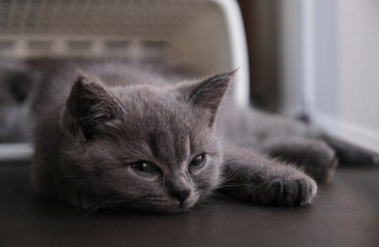 Close-up kitten sleeping by the basket