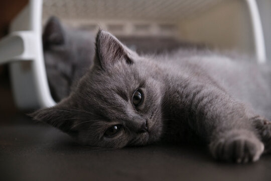 Close-up kitten sleeping by the basket