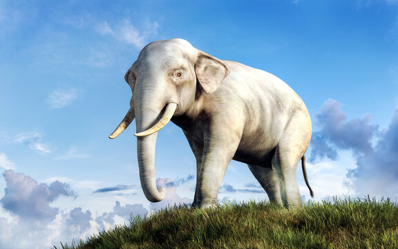 A white Asian elephant stands on a green grassy hill before a blue sky. The great animal, a symbol of luck for some, but of cost for others, faces you. 3D Rendering
