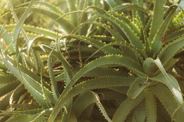 Aloe `plant