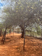 tree in the park