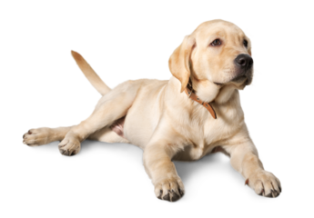 Labrador Retriever Lying  Down on the Ground