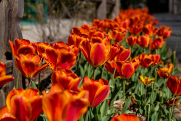 Row of Deep Orange Tulips Line Path