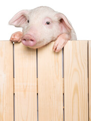 Cute piglet animal hanging on a fence