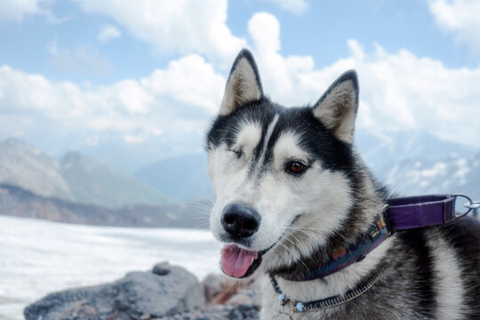 Cute One-Eyed Husky Dog On Top Of Mountain