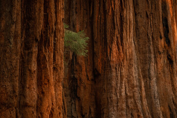Small Green Branch Sticks Out From Row of Giant Sequoias