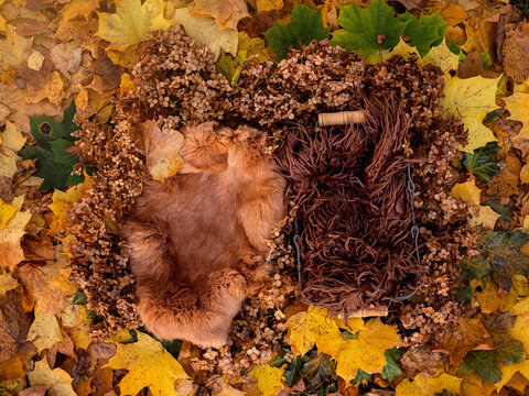 Digital backdrop for two newborn or kids, Autumn nest on a autumn background, composite photo of 2 newborn babies or twins, two baskets with fur are in hydrangeas, yellow, brown, orange