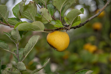 Petite pomme jaune déformée sur son arbre en culture biologique