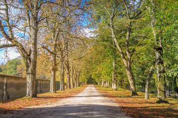Alley lined in a row with ancient oak trees landscape in France Countryside