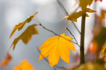 Autumn leaves