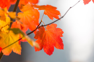 Fototapeta na wymiar Autumn leaves