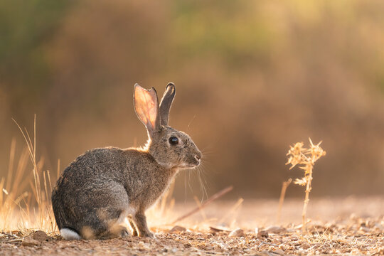 Rabbit In Golden Light 
