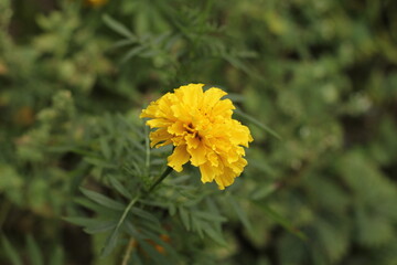 yellow flower in the garden