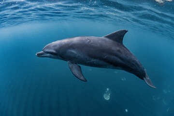 Indian ocean bottlenose dolphin
