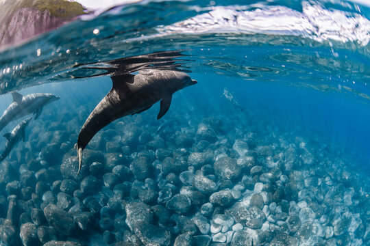 Dolphins( Half water)