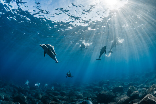 Dolphins bathed in sunlight