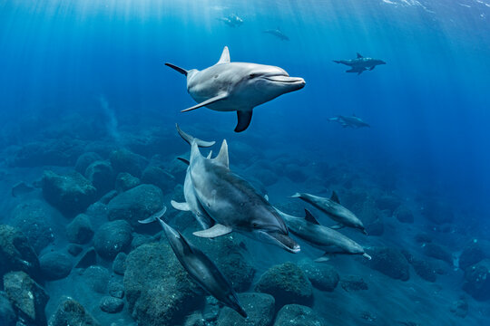 Dolphins bathed in sunlight