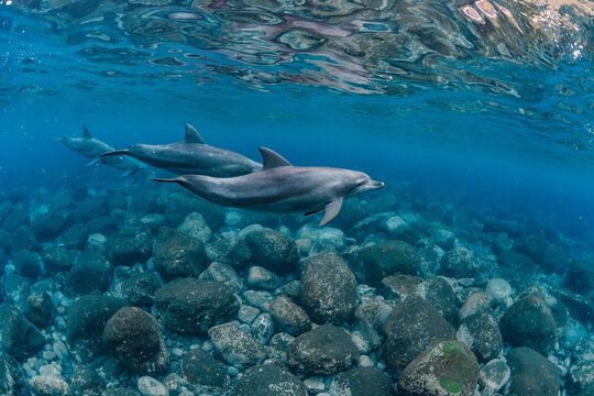 Indian ocean bottlenose dolphin