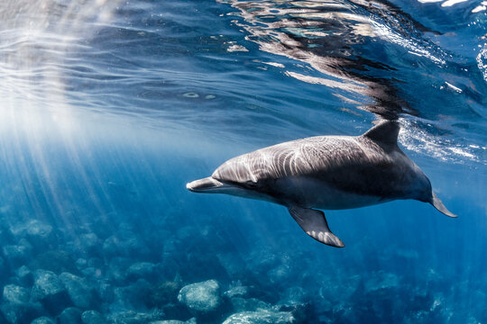 Dolphins bathed in sunlight